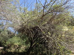 Vachellia robusta clavigera
