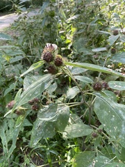 Arctium minus