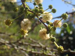 Vachellia robusta clavigera