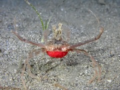 Lupocyclus philippinensis