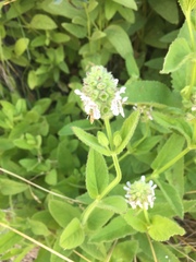 Stachys pycnantha
