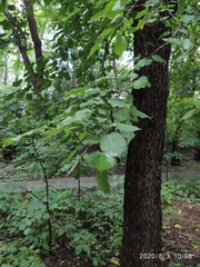 Pyrus ussuriensis