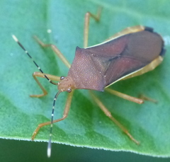 Anasa varicornis