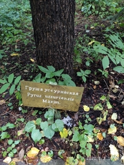 Pyrus ussuriensis