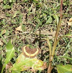 Junonia elgiva