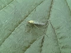 Blepharidopterus angulatus