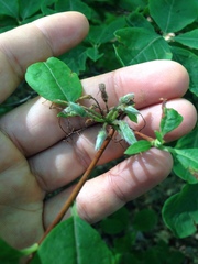 Rhododendron periclymenoides
