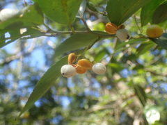 Maytenus peduncularis