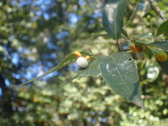 Maytenus peduncularis