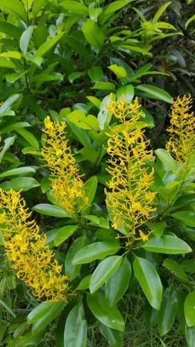 Vochysia guatemalensis (Vochysia guatemalensis)