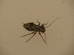Mesopsocus