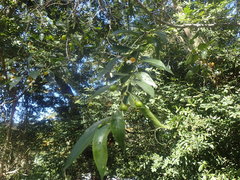 Maytenus peduncularis