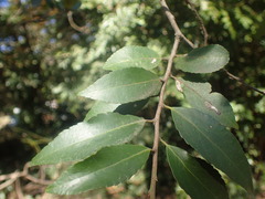 Maytenus peduncularis