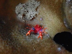 Trapezionida olivarae