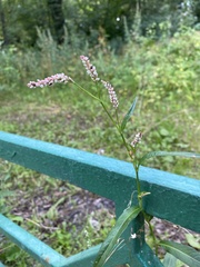 Persicaria maculosa