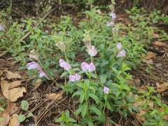 Scutellaria amoena