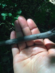 Rhododendron periclymenoides