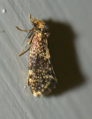 Lampronia corticella