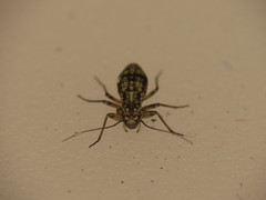 Mesopsocus