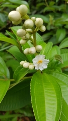 Miconia subhirsuta