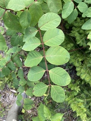 Apocynum androsaemifolium image