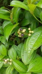 Miconia subhirsuta