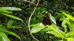 Morpho helenor montezuma