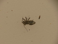 Mesopsocus