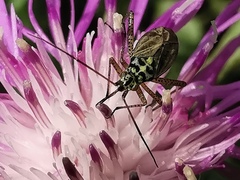 Oncotylus viridiflavus