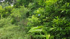 Morpho helenor montezuma