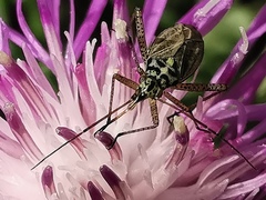 Oncotylus viridiflavus