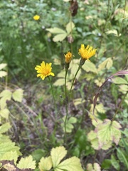 Scorzoneroides autumnalis