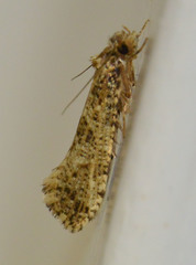 Morophaga choragella