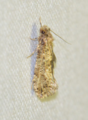Morophaga choragella
