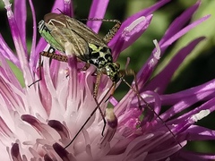 Oncotylus viridiflavus