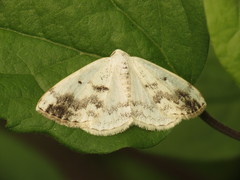 Lomographa temerata