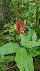 Odontonema