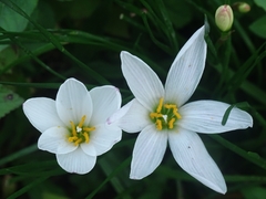Zephyranthes candida