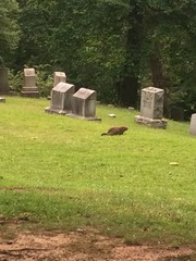 Marmota monax