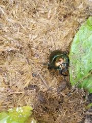 Geotrupes splendidus