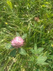 Trifolium pratense