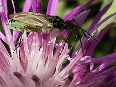 Oncotylus viridiflavus