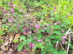 Indigofera lenticellata