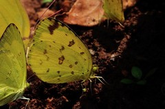 Eurema hecabe hecabe