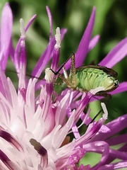 Oncotylus viridiflavus