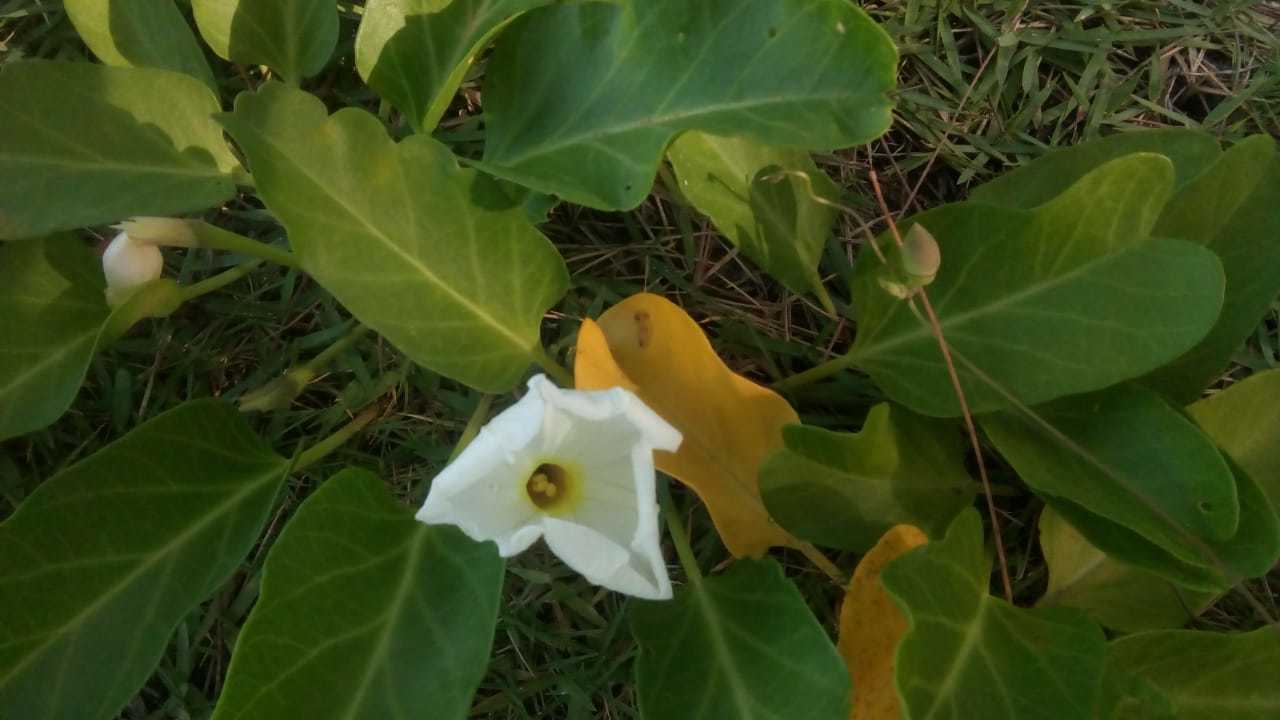 Ipomoea imperati