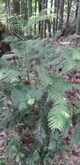 Taxus wallichiana