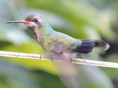 Chlorostilbon lucidus