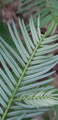 Taxus wallichiana