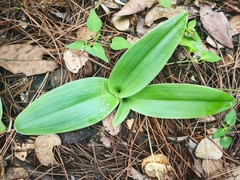 Satyrium nepalense ciliatum